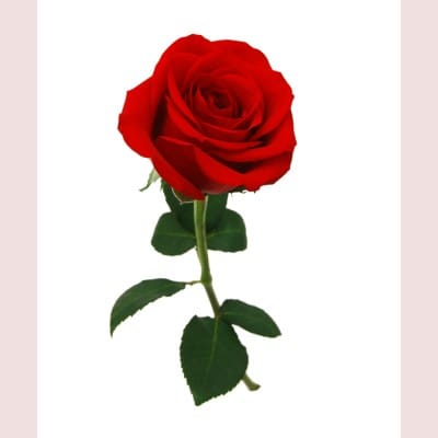 Single Rose 